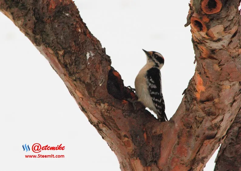 Downy Woodpecker PFW0030.JPG