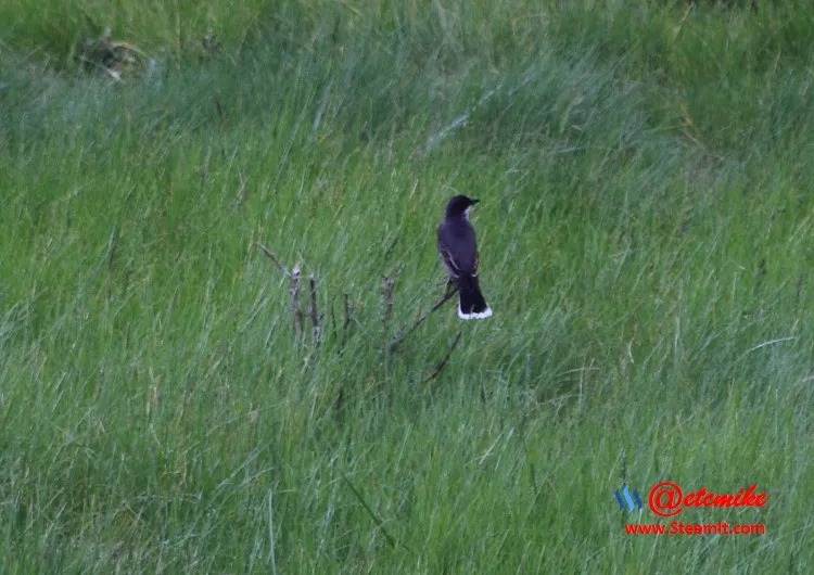 Eastern Kingbird EK_0006.JPG