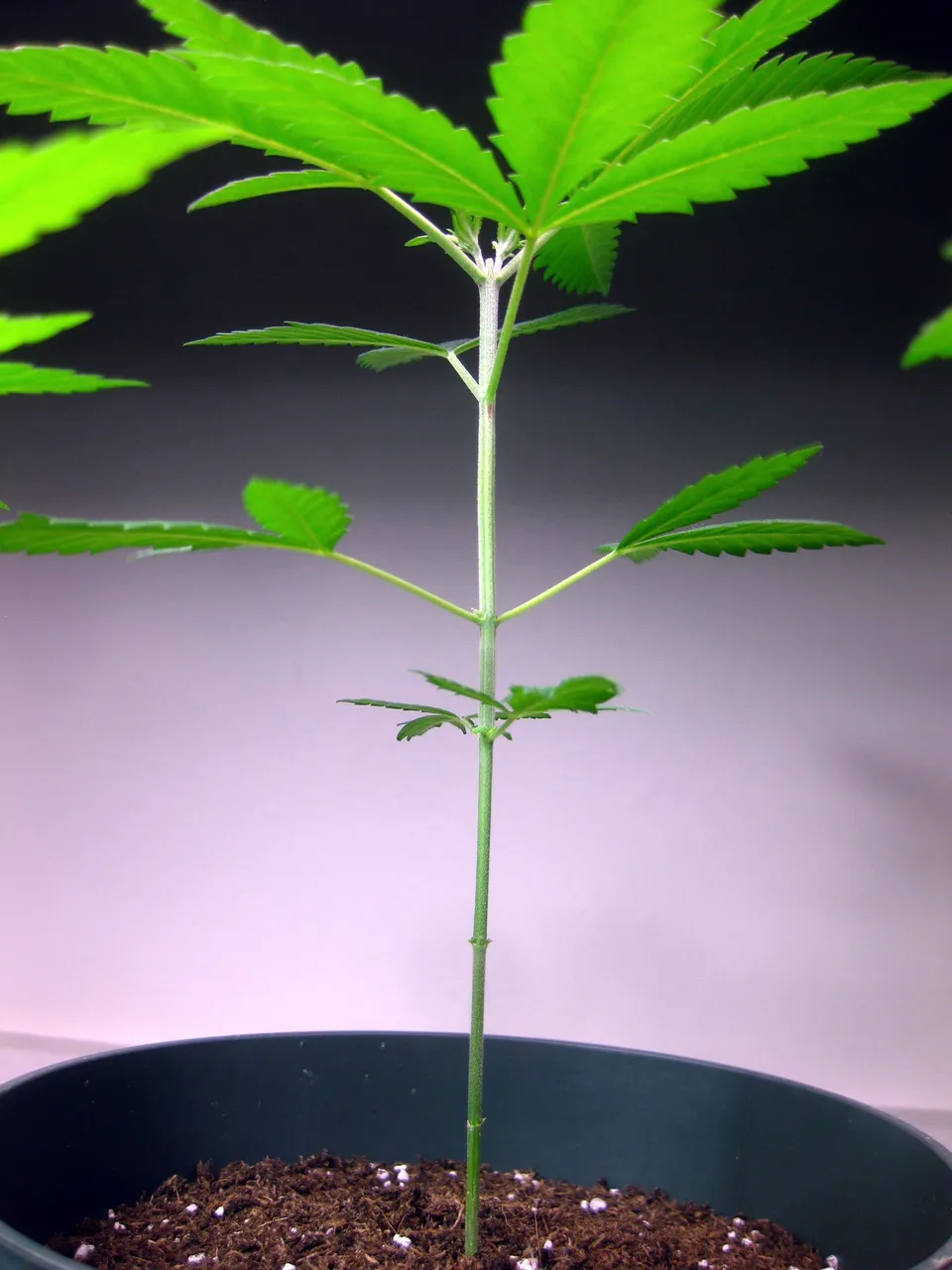 plants2.JPG