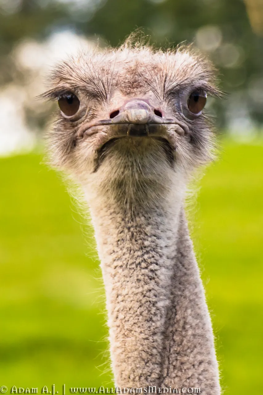Ostrich.jpg