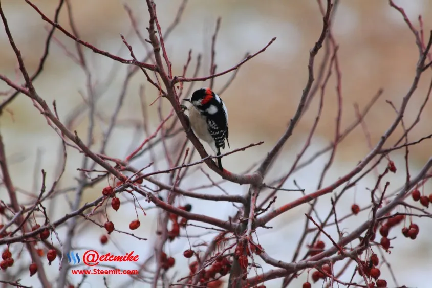 Downy Woodpecker PFW0026.JPG