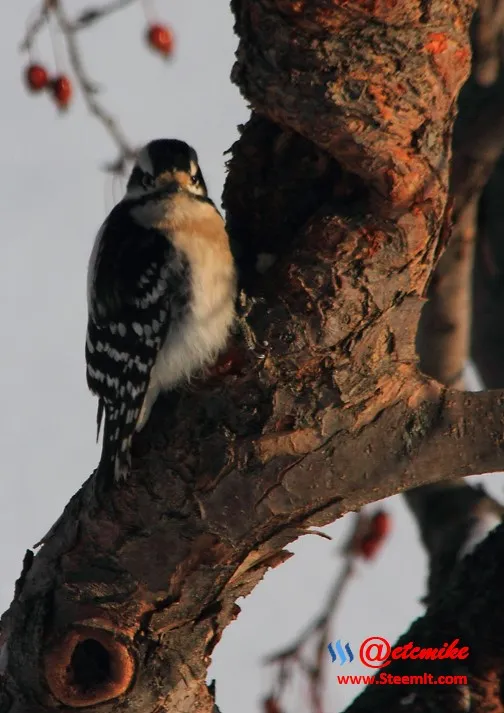 Downy Woodpecker PFW0123.JPG