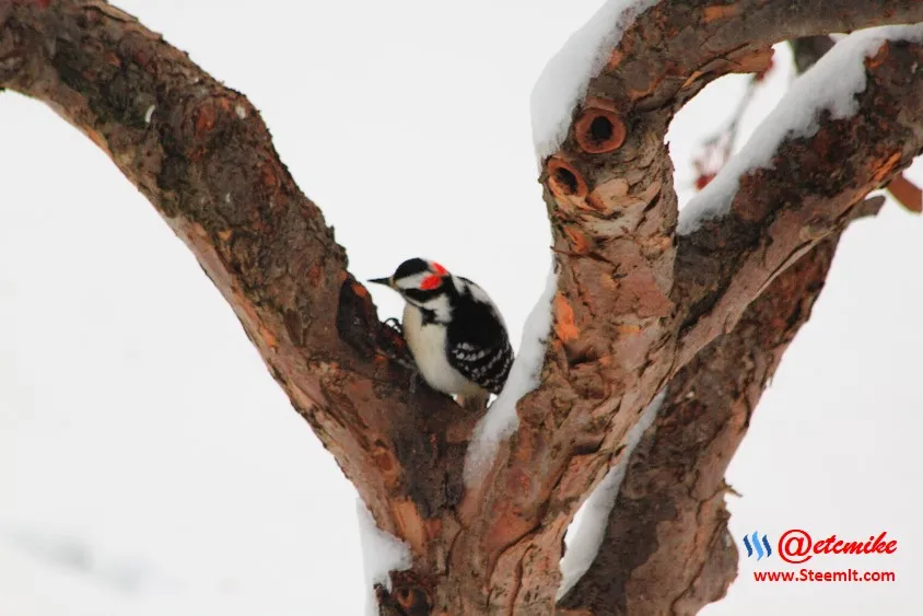 PFW0110.JPG Downy Woodpecker