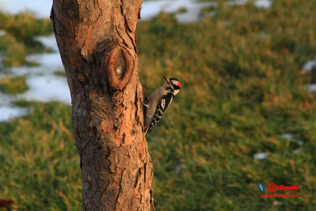 Downy Woodpecker PFW0048.JPG