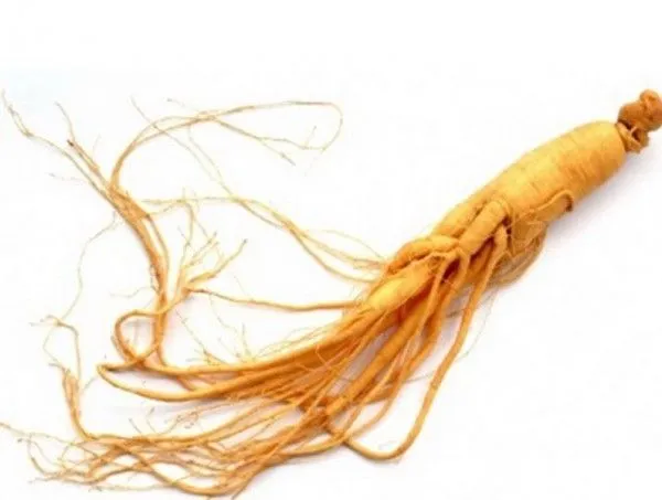 ginseng.jpg