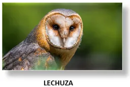 LECHUZA.png