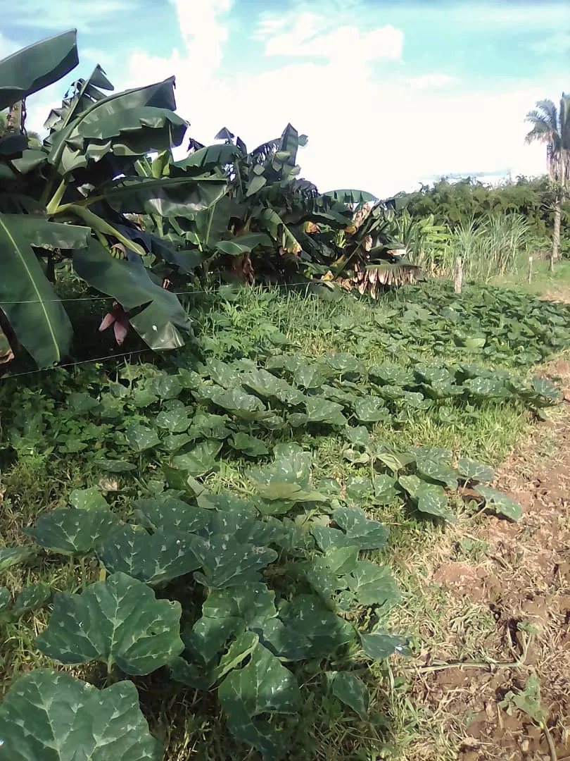 ahuyama.jpg
