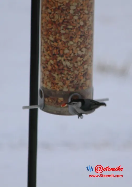 White-breasted Nuthatch PFW0028.JPG