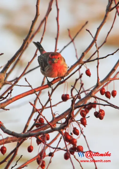 House Finch PFW0020.JPG