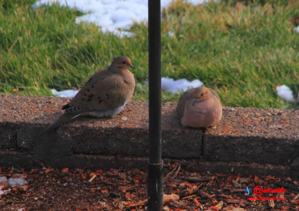 Mourning Dove PFW0003.JPG