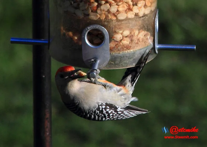 Red-bellied Woodpecker PFW0069.JPG