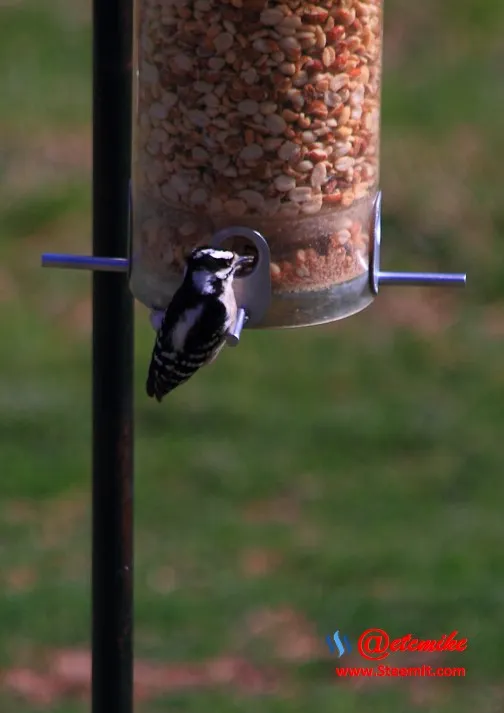 Downy Woodpecker PFW0019.JPG