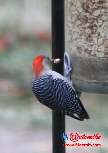 Red-bellied Woodpecker PFW0006.JPG