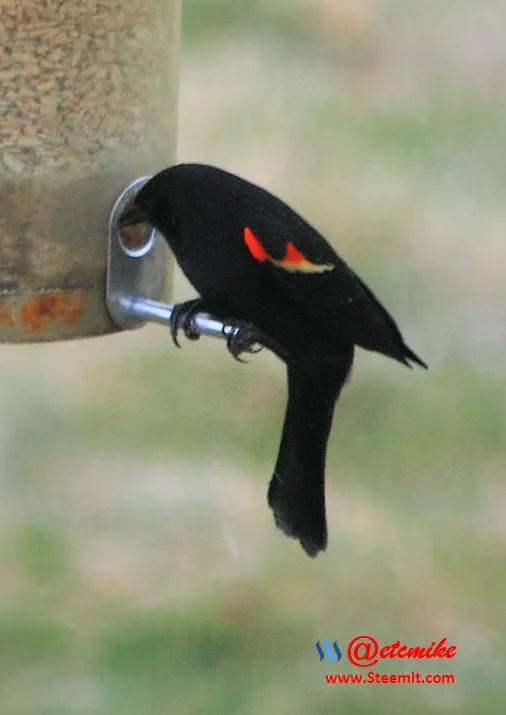 Red-winged Blackbird PFW0063.JPG