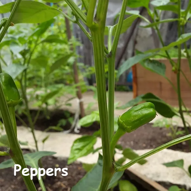 Peppers.png