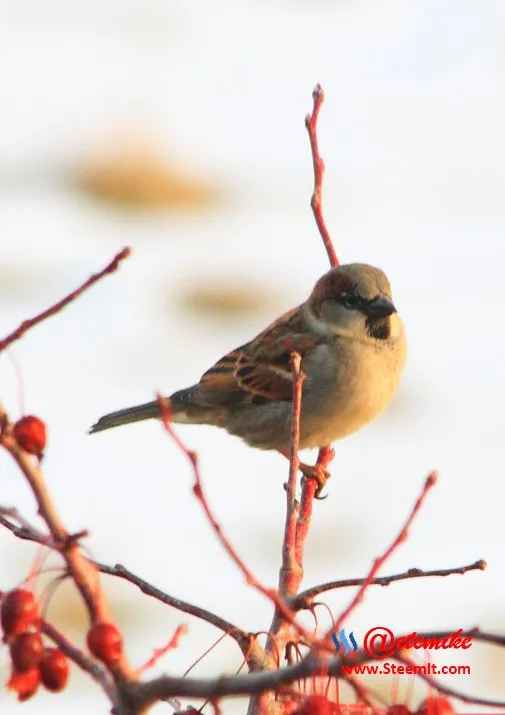 House Sparrow PFW0032.JPG