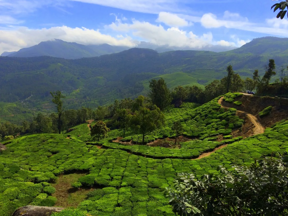 munnar1.jpg