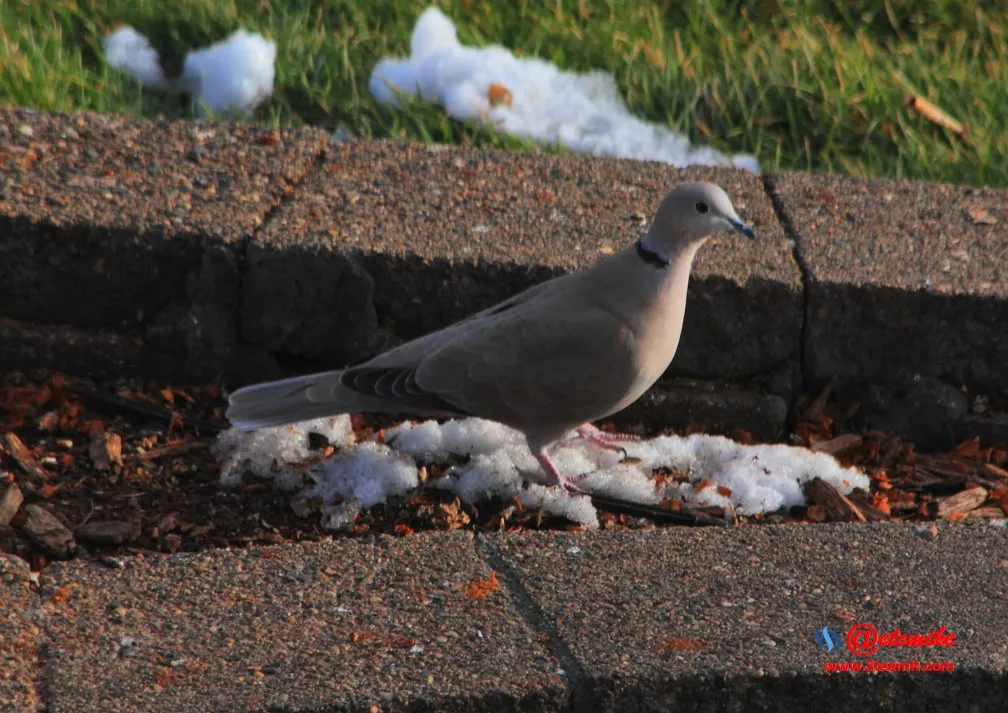 Eurasian Collared-Dove PFW0008.JPG