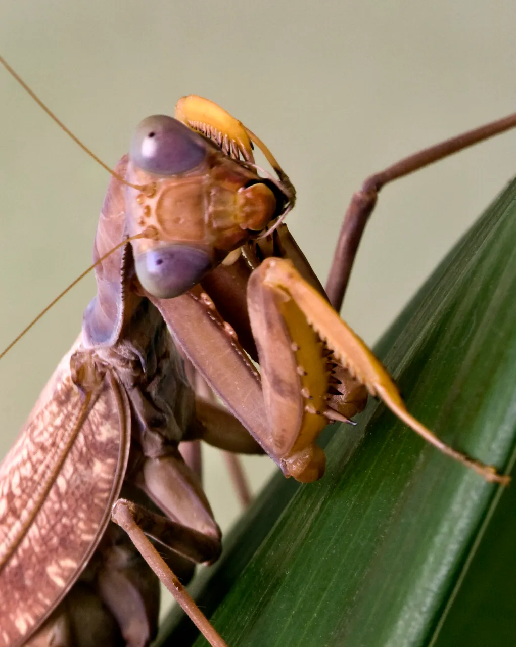 mantis2.jpg