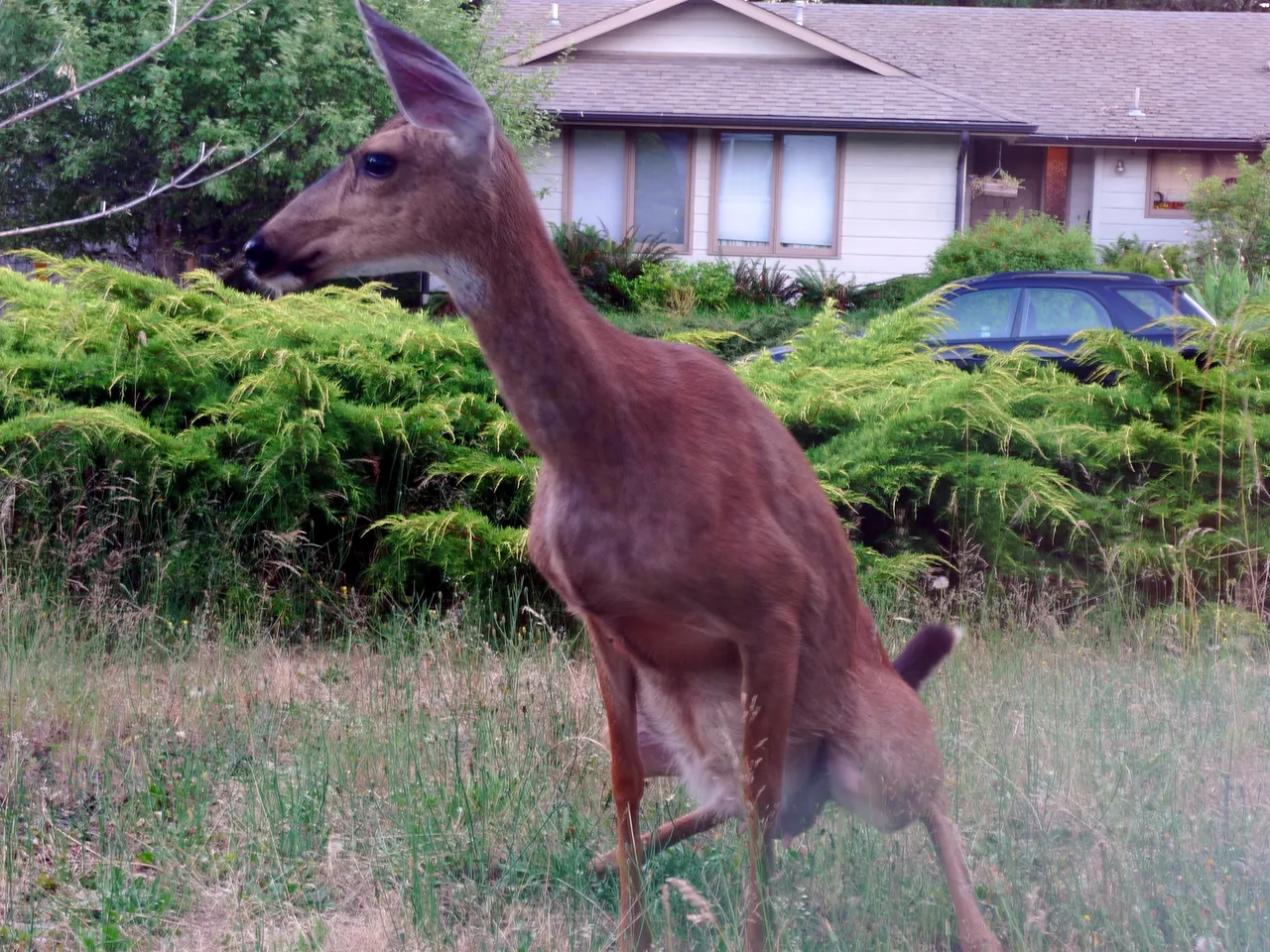 Doe_pee.jpg