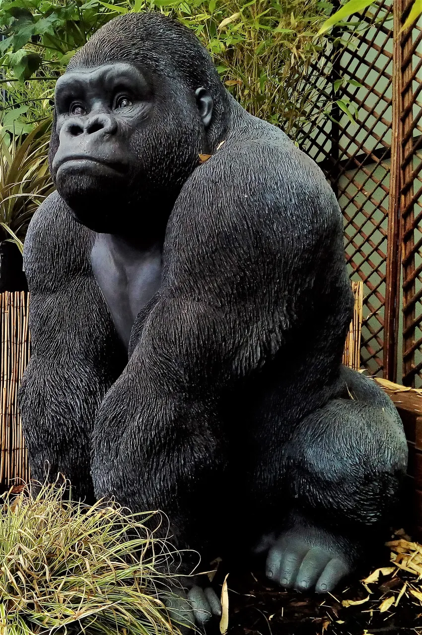 gorilla.jpg