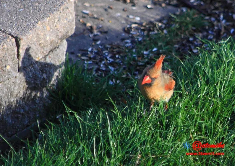 Northern Cardinal PFW0087.JPG