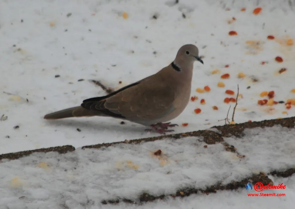 Eurasian Collared-Dove PFW0004.JPG