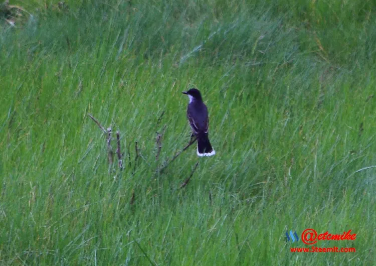 Eastern Kingbird EK_0004.JPG