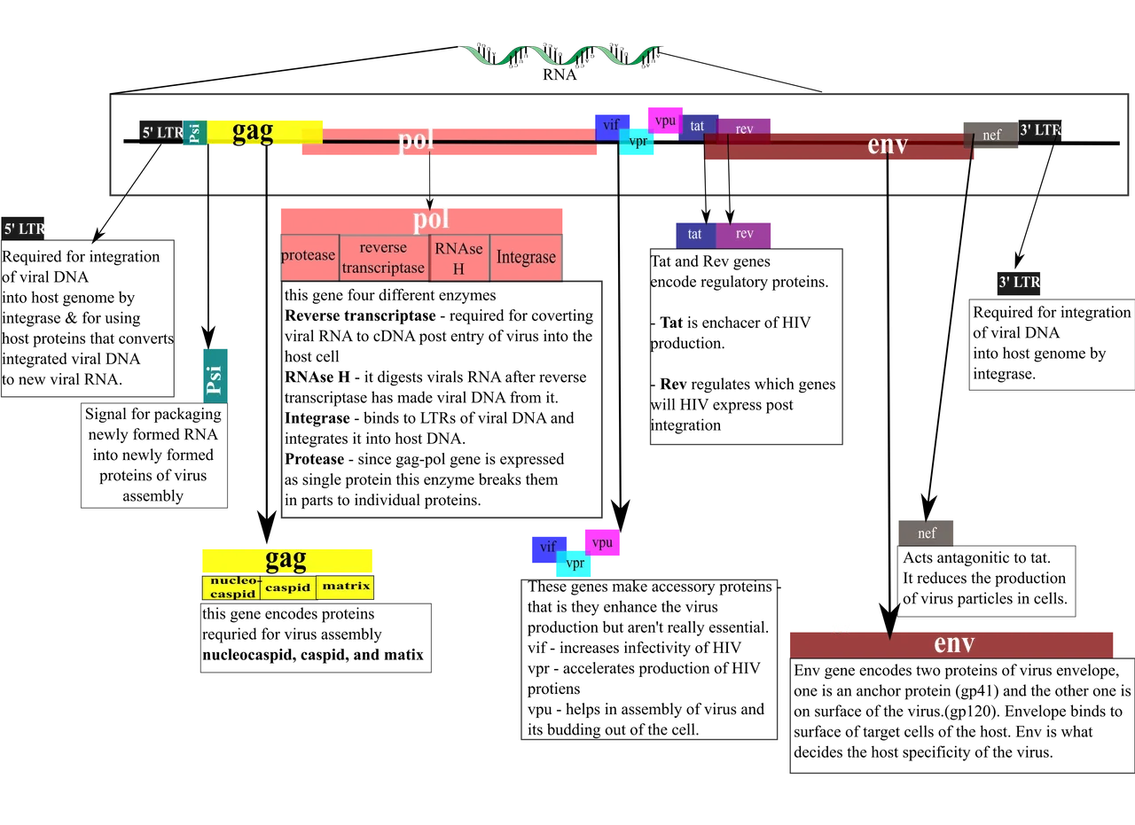 vgenome.png