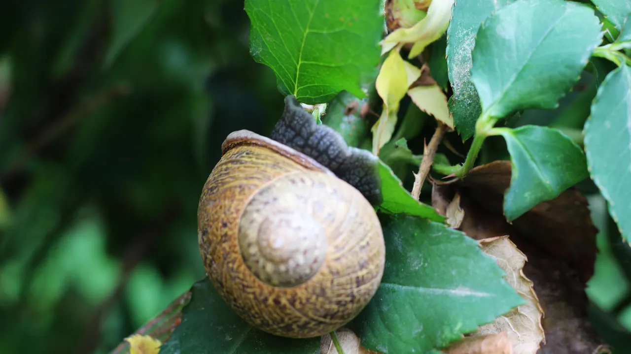 A snail i met in the garden,