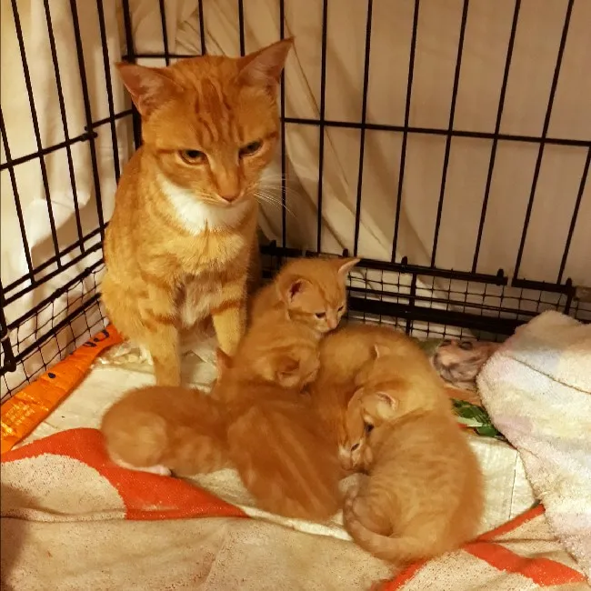 Tabbies.jpg