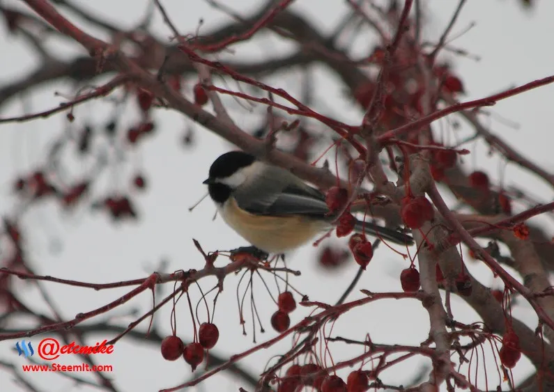 Black-capped Chickadee PFW0013.JPG
