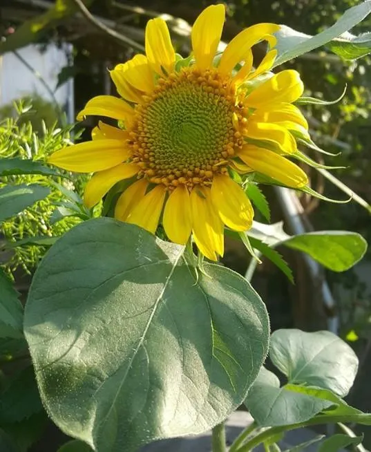 girasol.jpg