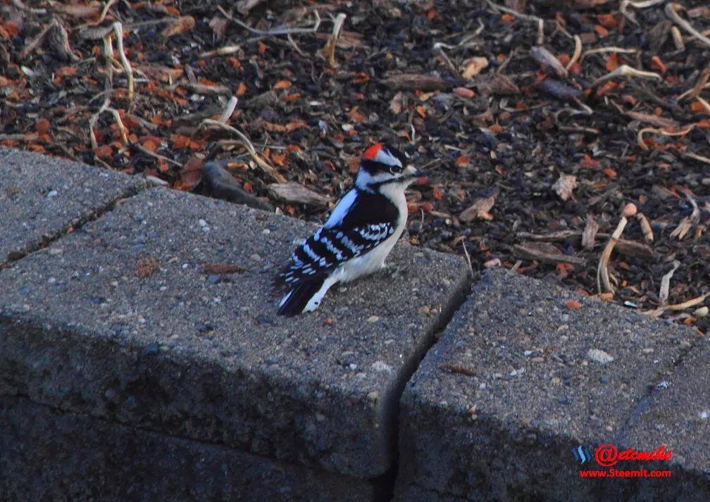 Downy Woodpecker PFW0010.JPG