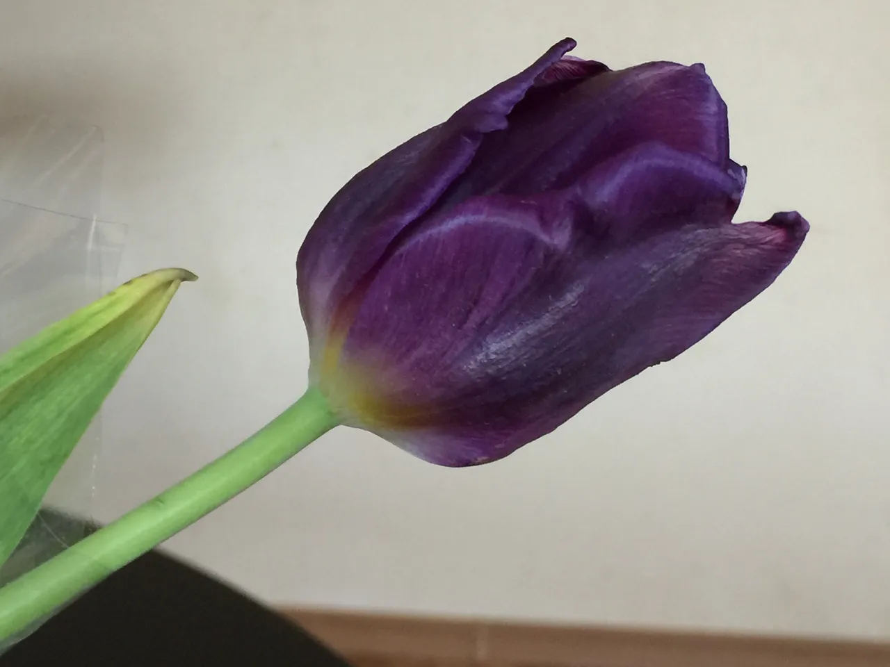 IMG2906.JPG