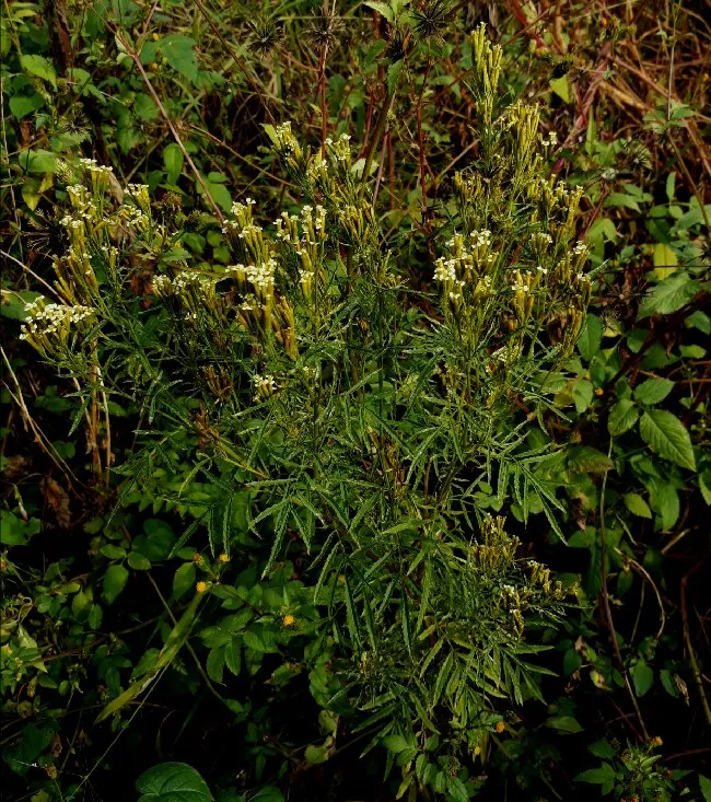 Tagetes.jpg