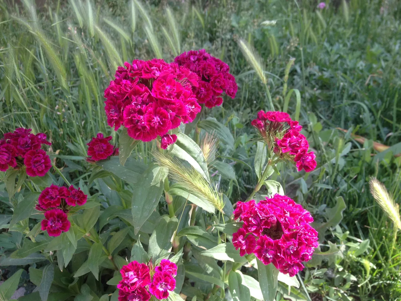 IMG0805.JPG