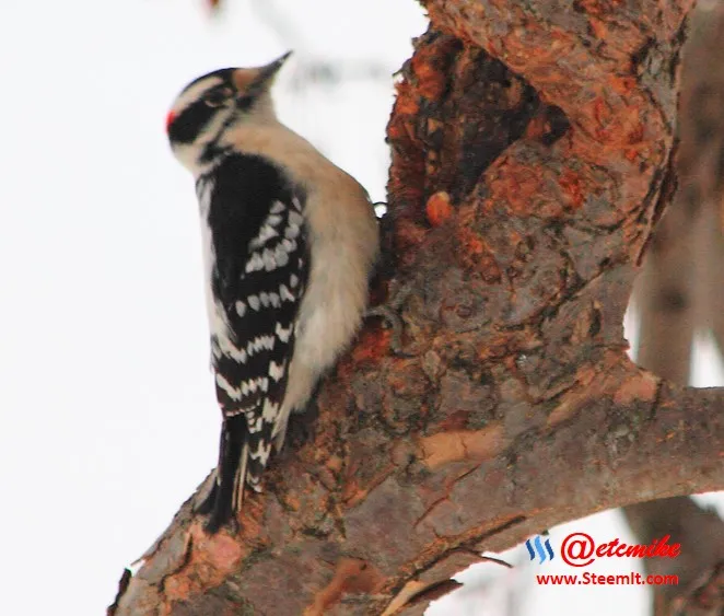 Downy Woodpecker PFW0035.JPG
