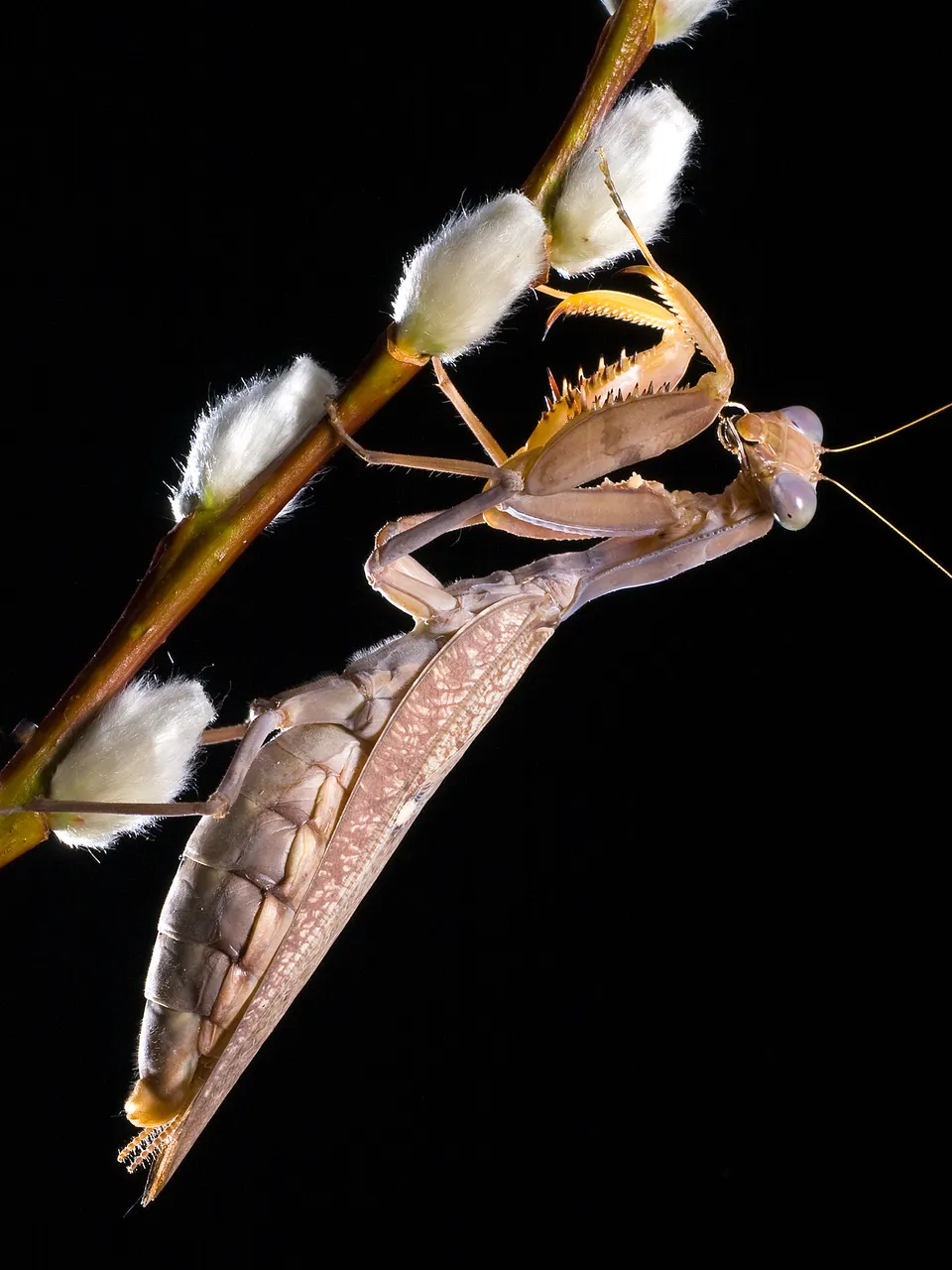 mantis4.jpg