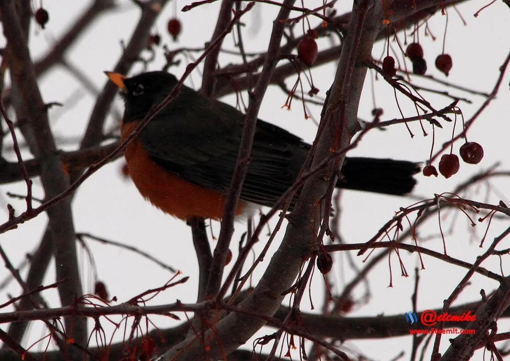 American Robin PFW0125.JPG