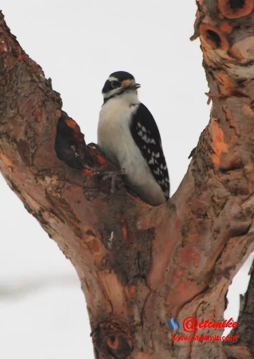 Hairy Woodpecker PFW0024.JPG