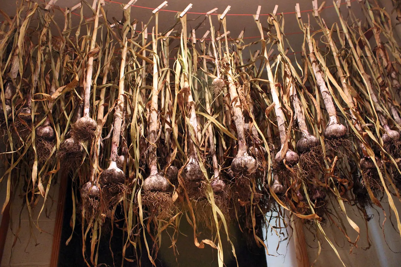 garlic1.jpg