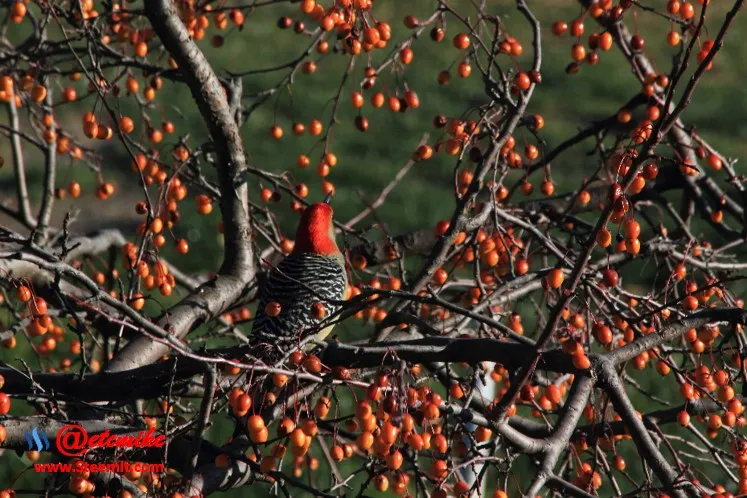 Red-bellied Woodpecker  PFW0030.JPG