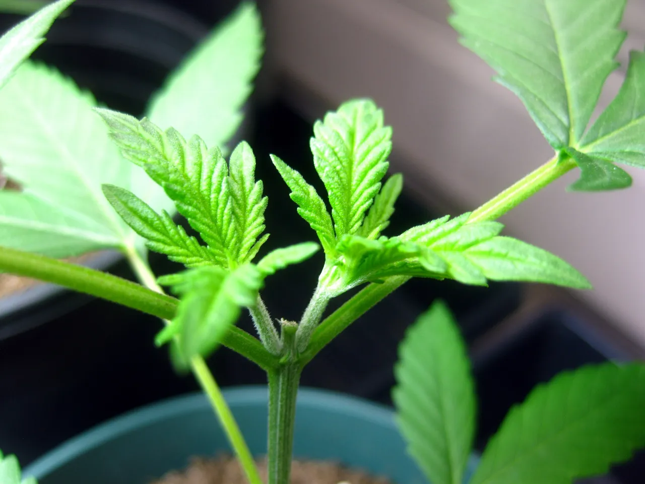 plants1.JPG