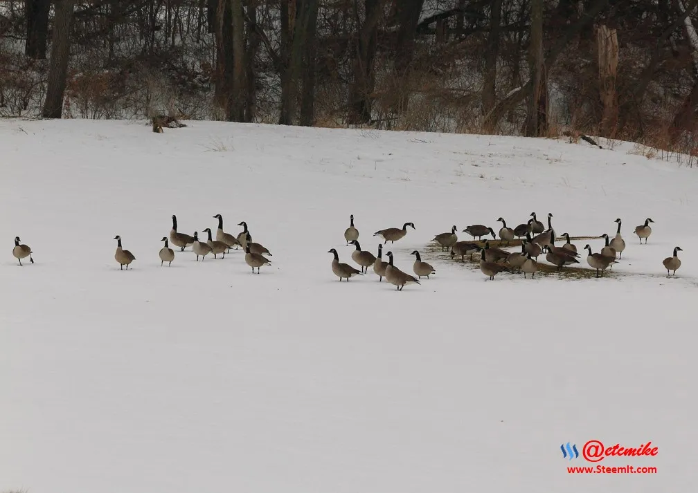 Canada Goose PFW0027.JPG