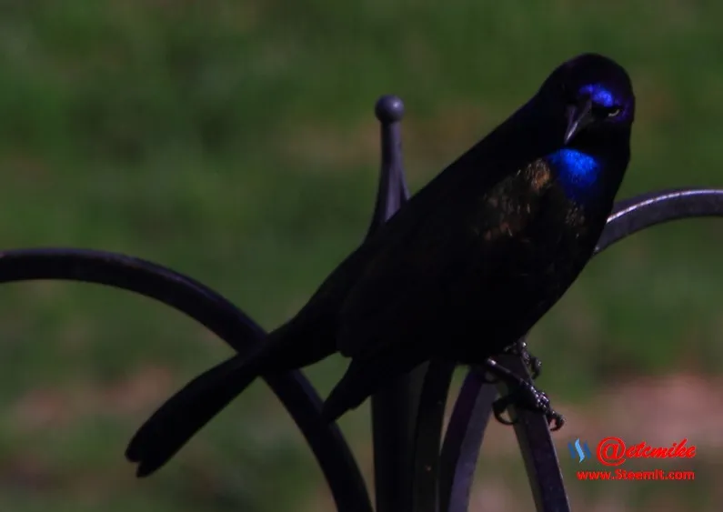 Common Grackle PFW0054.JPG