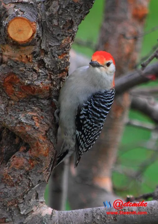 Red-bellied Woodpecker PFW0044.JPG