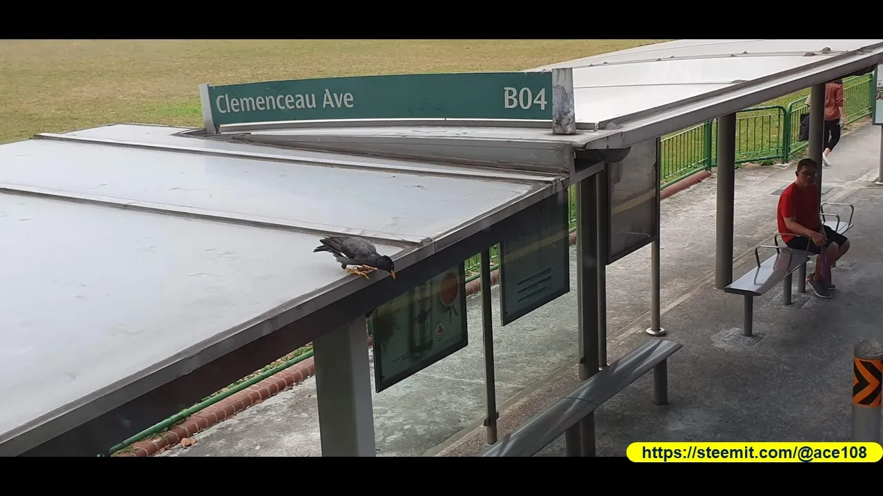 Mynah