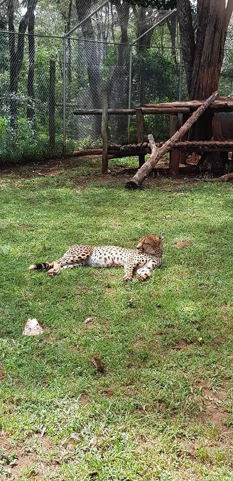 cheetah.jpg
