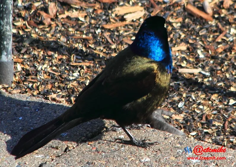 Common Grackle PFW0055.JPG